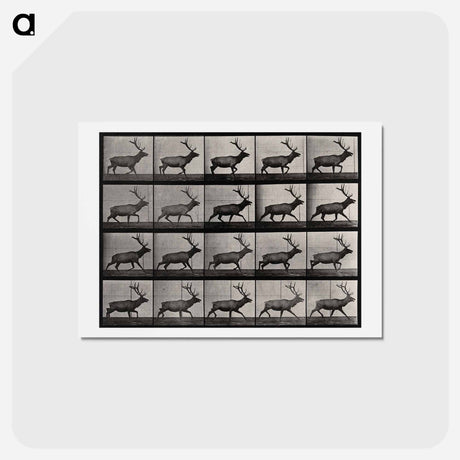 アートポストカード-Moose Walking
 - エドワード マイブリッジ Postcard.