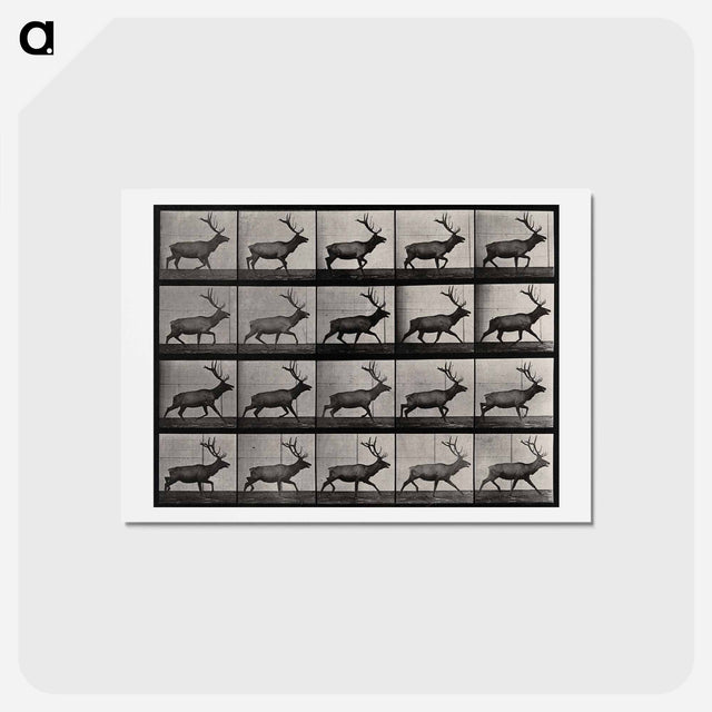 アートポストカード-Moose Walking
 - エドワード マイブリッジ Postcard.