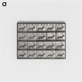 2-46_Eadweard-Muybridge_memo