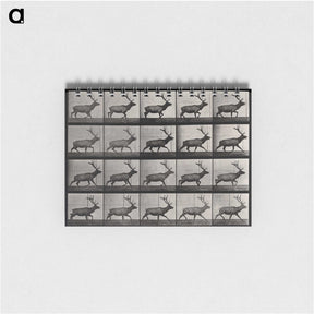 2-46_Eadweard-Muybridge_memo