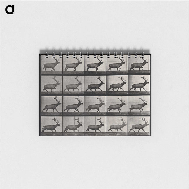 2-46_Eadweard-Muybridge_memo
