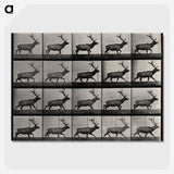 2-46_Eadweard-Muybridge_picture-crop