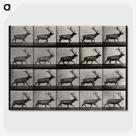 2-46_Eadweard-Muybridge_picture-crop