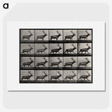 2-46_Eadweard-Muybridge_picture