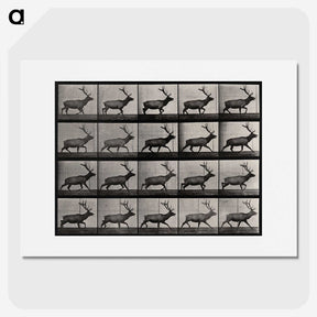 2-46_Eadweard-Muybridge_picture