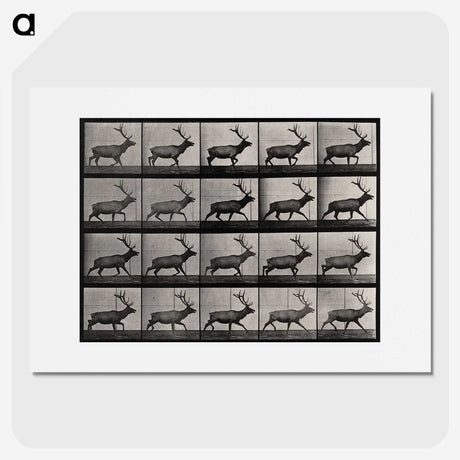 2-46_Eadweard-Muybridge_picture