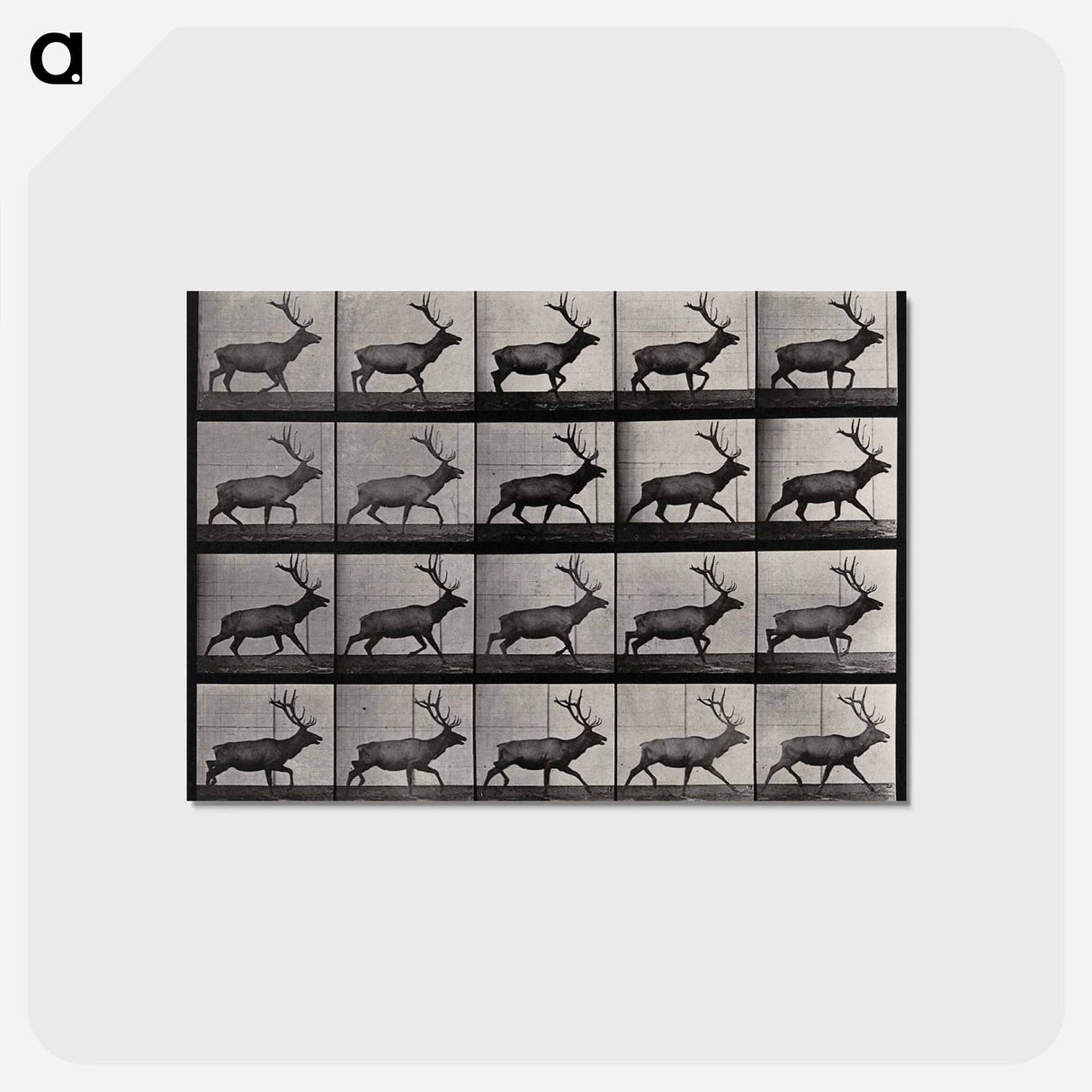 アートポストカード-Moose Walking
 - エドワード マイブリッジ Postcard.