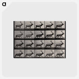 アートポストカード-Moose Walking
 - エドワード マイブリッジ Postcard.
