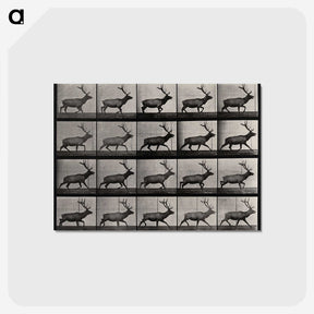 2-46_Eadweard-Muybridge_postcard