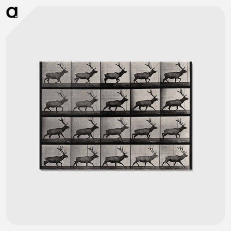 アートポストカード-Moose Walking
 - エドワード マイブリッジ Postcard.