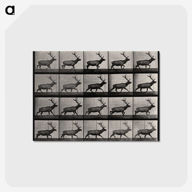 2-46_Eadweard-Muybridge_postcard