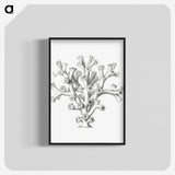 2-46_Ernst-Haeckel_blk-crop