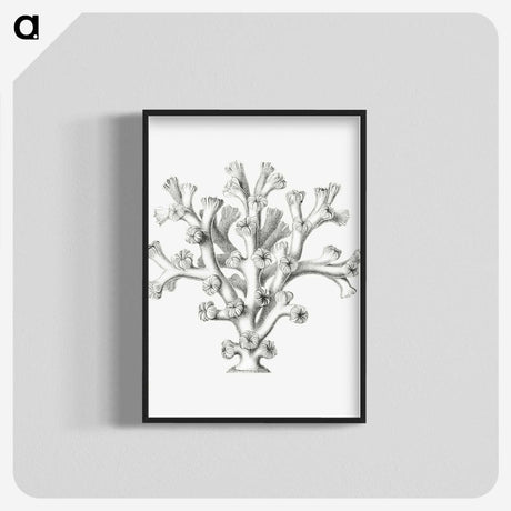 2-46_Ernst-Haeckel_blk-crop