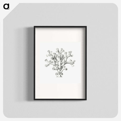 2-46_Ernst-Haeckel_blk