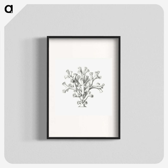 2-46_Ernst-Haeckel_blk