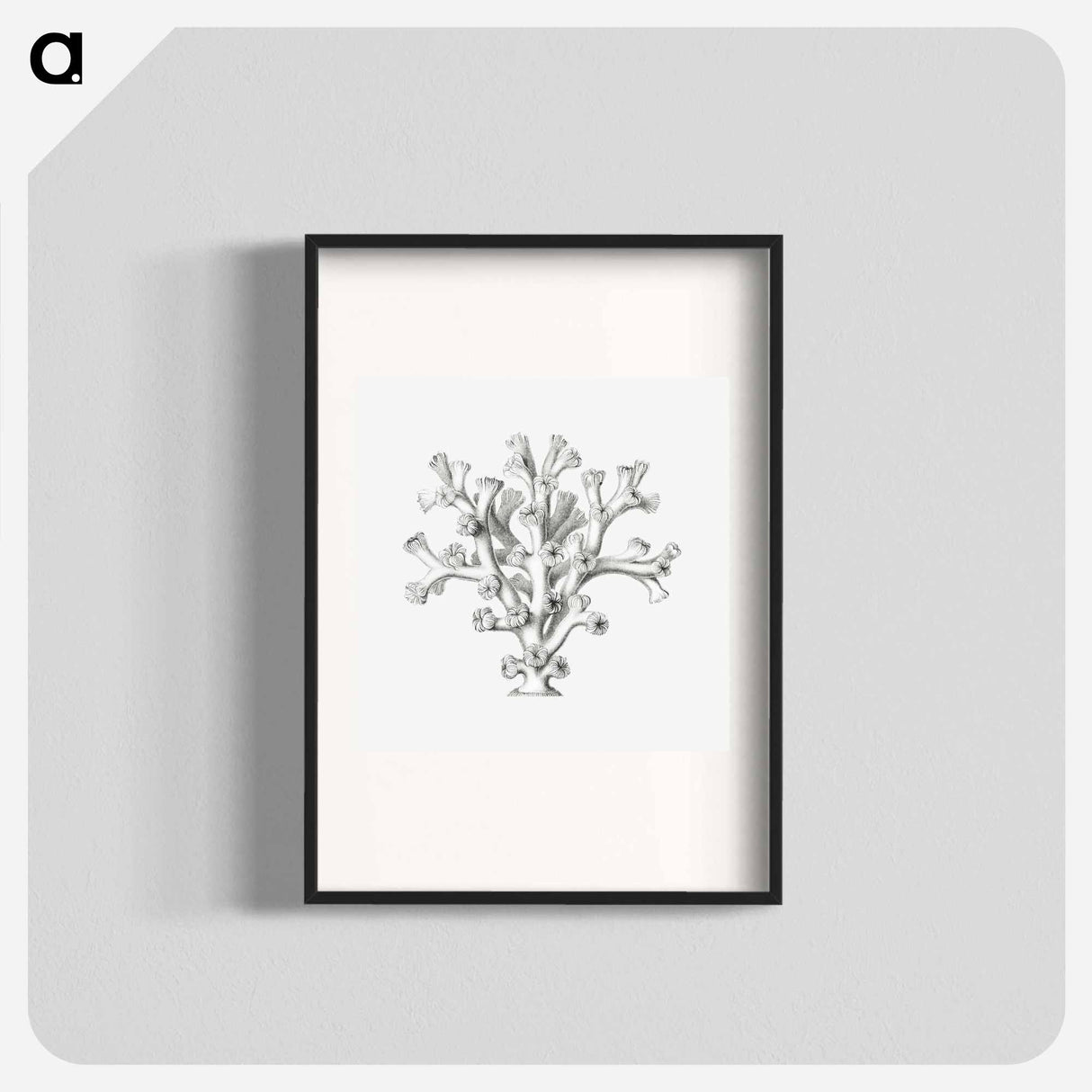 Vintage coral illustration on white background - エルンスト ヘッケル Poster.
