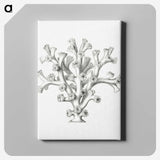 2-46_Ernst-Haeckel_canvas