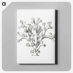 2-46_Ernst-Haeckel_canvas