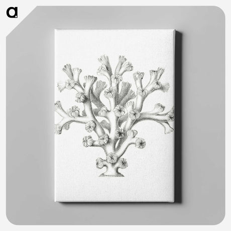 2-46_Ernst-Haeckel_canvas