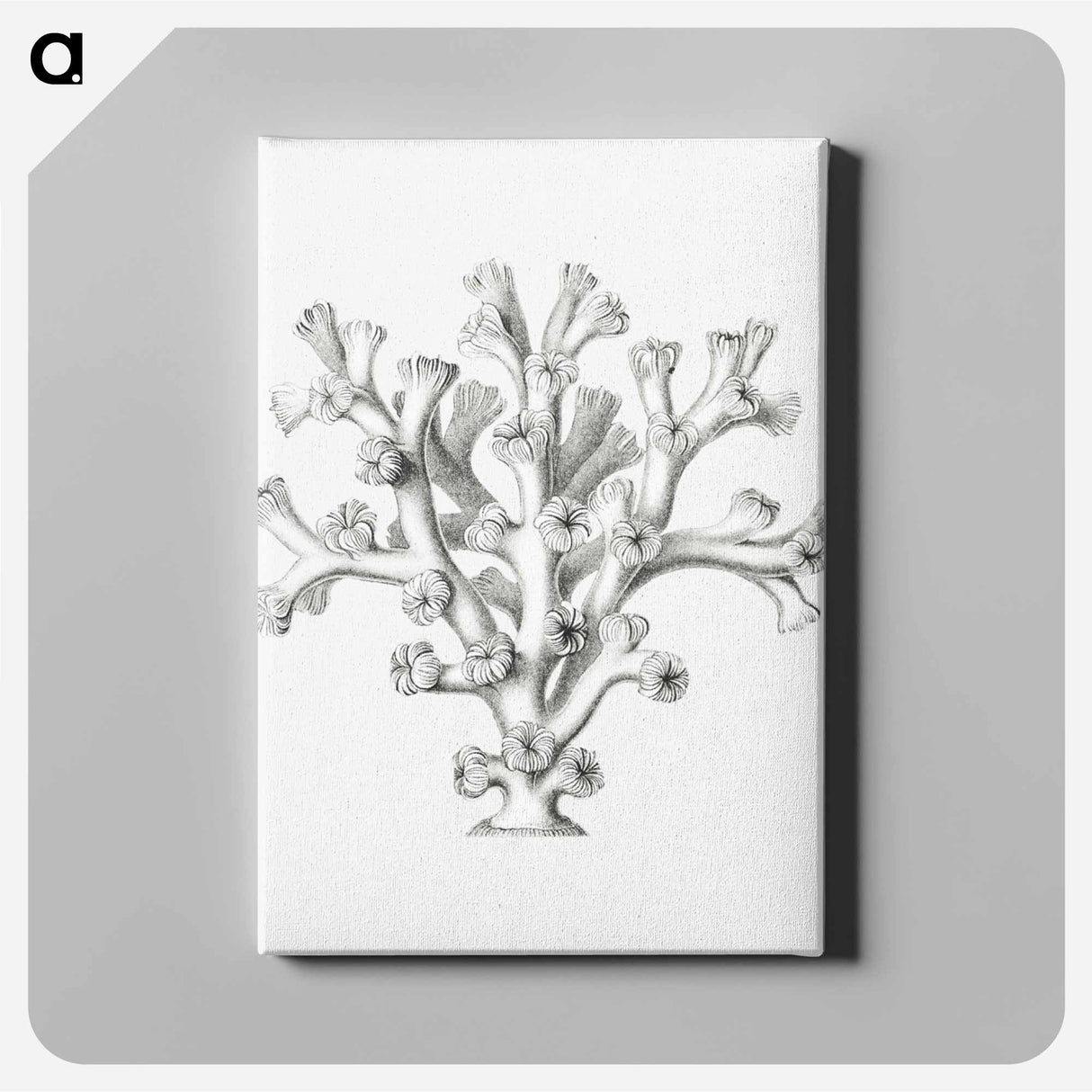 Vintage coral illustration on white background - エルンスト ヘッケル Canvas.