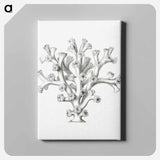 Vintage coral illustration on white background - エルンスト ヘッケル Canvas.