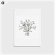 アートポストカード-Vintage coral illustration on white background - エルンスト ヘッケル Postcard.