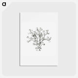 アートポストカード-Vintage coral illustration on white background - エルンスト ヘッケル Postcard.