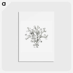 アートポストカード-Vintage coral illustration on white background - エルンスト ヘッケル Postcard.