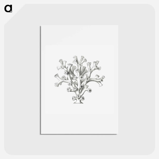 アートポストカード-Vintage coral illustration on white background - エルンスト ヘッケル Postcard.
