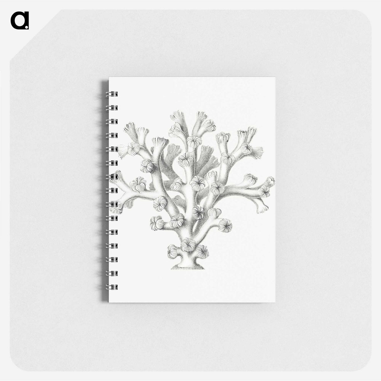 2-46_Ernst-Haeckel_memo