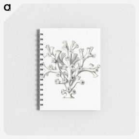 2-46_Ernst-Haeckel_memo