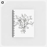 アートメモ帳-Vintage coral illustration on white background - エルンスト ヘッケル Memo.