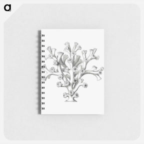 アートメモ帳-Vintage coral illustration on white background - エルンスト ヘッケル Memo.