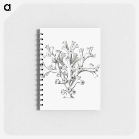 アートメモ帳-Vintage coral illustration on white background - エルンスト ヘッケル Memo.