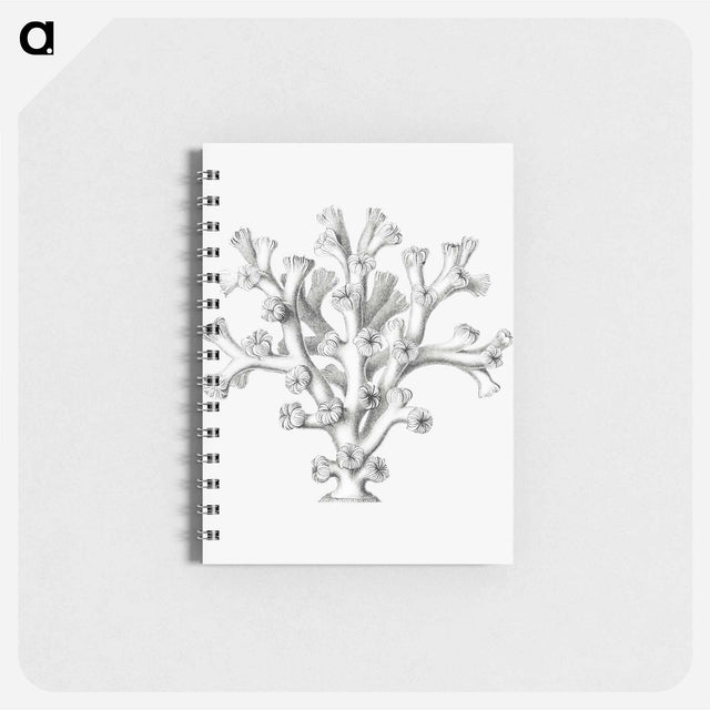 アートメモ帳-Vintage coral illustration on white background - エルンスト ヘッケル Memo.