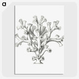 2-46_Ernst-Haeckel_picture-crop