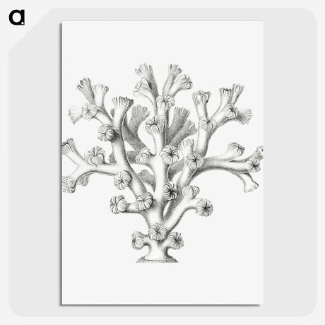 2-46_Ernst-Haeckel_picture-crop