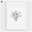 2-46_Ernst-Haeckel_picture
