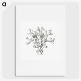 2-46_Ernst-Haeckel_picture
