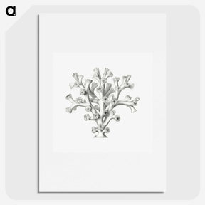 2-46_Ernst-Haeckel_picture