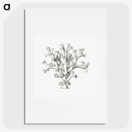2-46_Ernst-Haeckel_picture