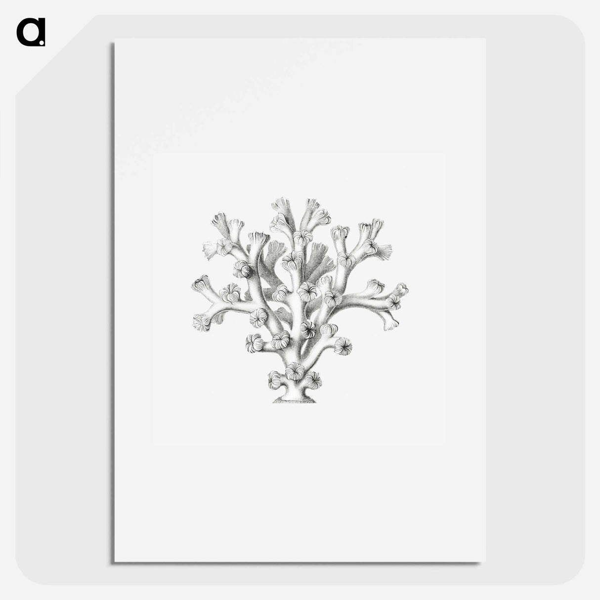 Vintage coral illustration on white background - エルンスト ヘッケル Poster.