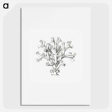Vintage coral illustration on white background - エルンスト ヘッケル Poster.