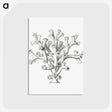 2-46_Ernst-Haeckel_postcard