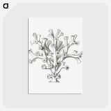 アートポストカード-Vintage coral illustration on white background - エルンスト ヘッケル Postcard.