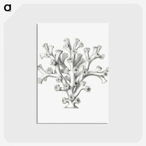 2-46_Ernst-Haeckel_postcard