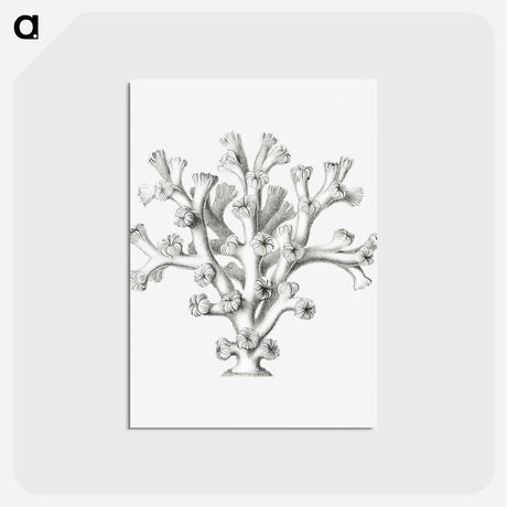 アートポストカード-Vintage coral illustration on white background - エルンスト ヘッケル Postcard.