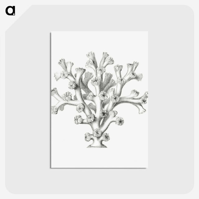 2-46_Ernst-Haeckel_postcard