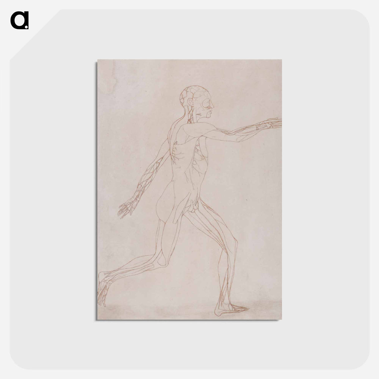 アートポストカード-Human Figure, Lateral View
 - ジョージ スタッブス Postcard.