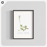 2-46_Histoire-des-Plantes-Grasses_blk